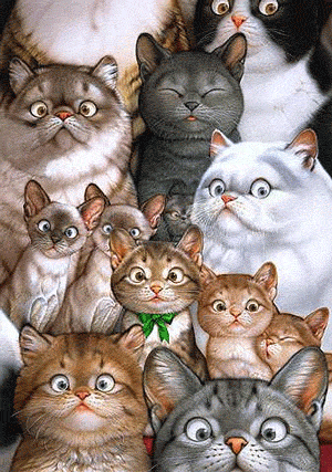 chat22
