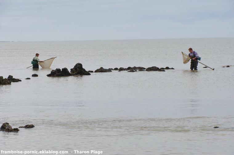 Pêche à la crevette à Tharon Plage