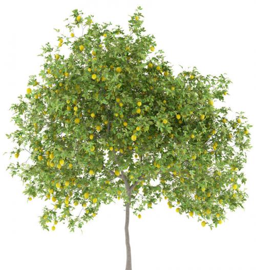 Arbre fruitier  ; Citronnier