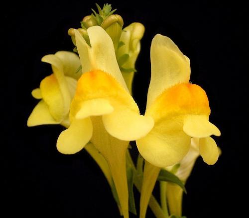 Fleurs cultivées : Linaires