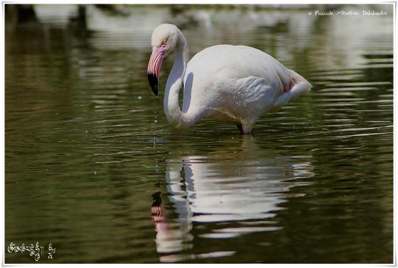 Flamant rose - Phoenicopterus roseus - Greater Flamingo