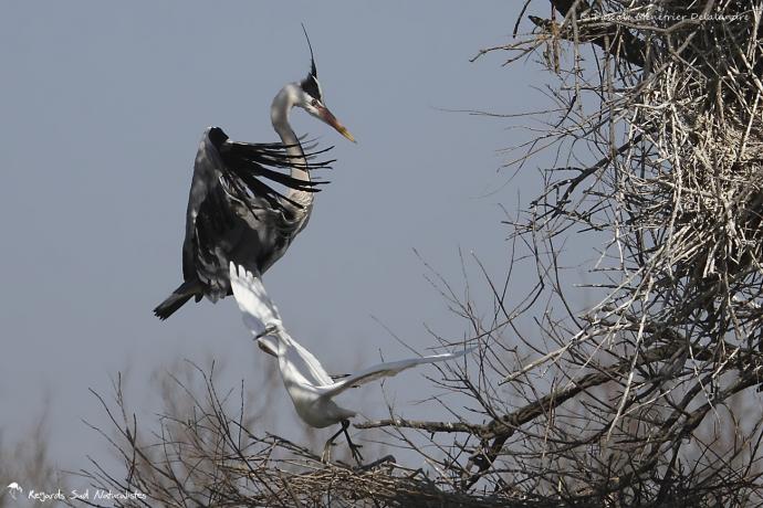 Héron cendré et Aigrette garzette - "Pousse toi de là que je m'y mette !"