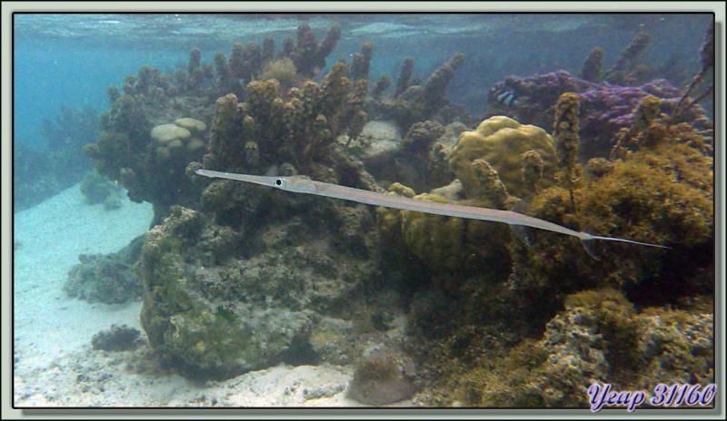 Plongée en apnée dans le lagon (2m50 d'eau maximum à marée haute) - Moorea - Polynésie française