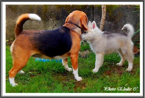 Husky et autres races de chien