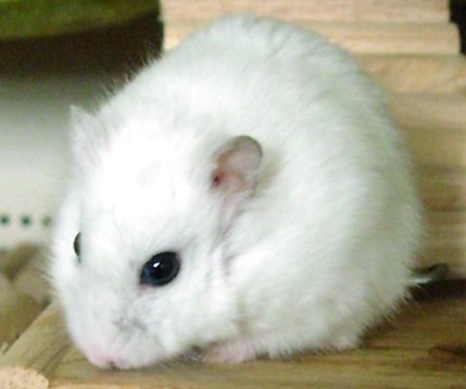 Blanc