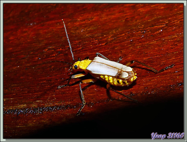 Blog de images-du-pays-des-ours : Images du Pays des Ours (et d'ailleurs ...), Petite promenade de nuit dans la forêt: insecte jaune - Puerto Viejo de Sarapiqui - Costa Rica