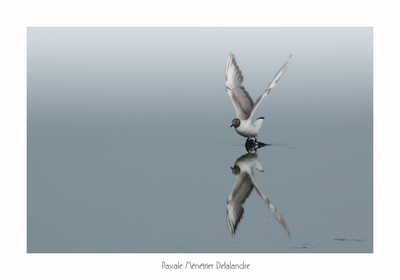 Mouettes rieuses sur le Méjean