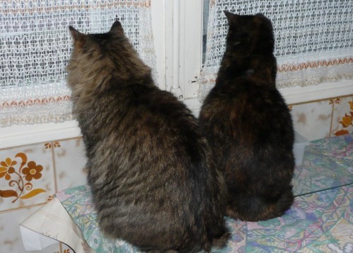 chats-a-la-fenetre-03.JPG