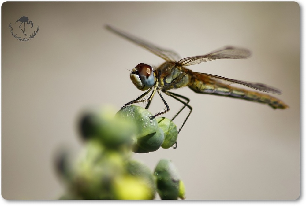 Sympetrum fonscolombii femelle ...