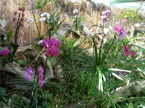 Fleurs des Canaries (3 )