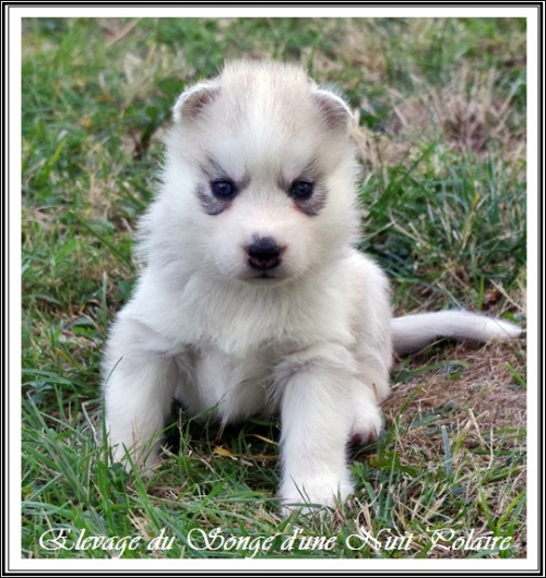 Chiot Husky Femelle 4 (27j)