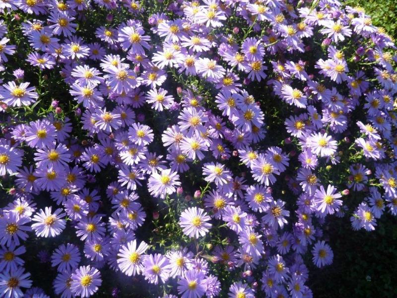 chrysanthèmes ...