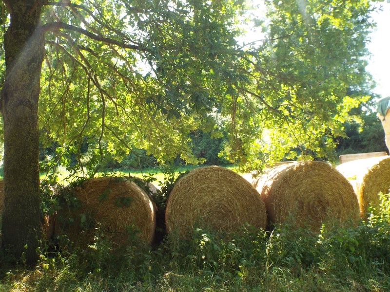 moissons 