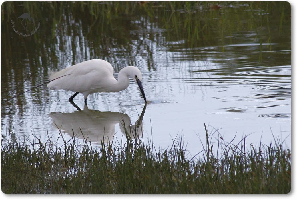 Aigrette Garzette...