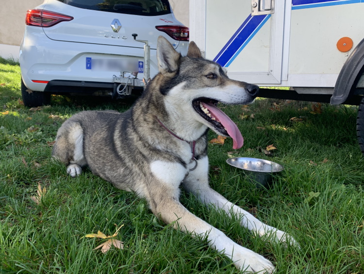 Juli Dolina volka husky 8 ans harnais