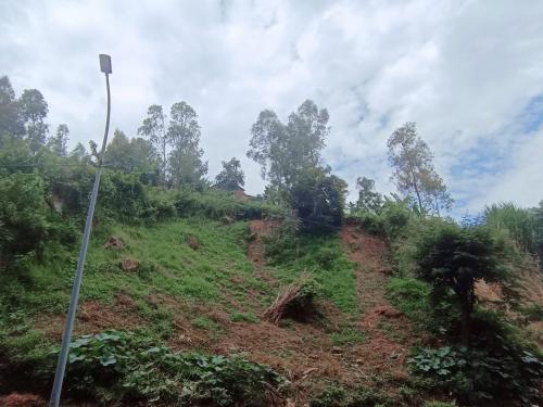 Invasive plants 