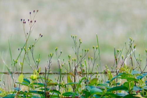 Bokeh scintillant :