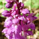 Index illustré orchidées