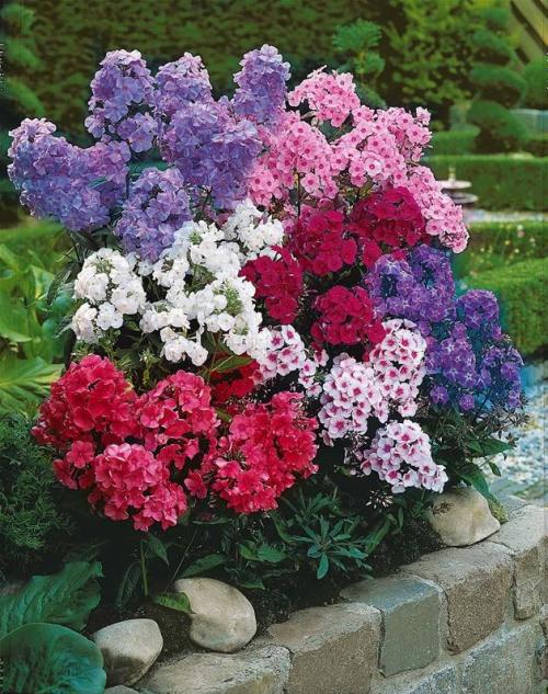 Fleurs cultivées : Phlox