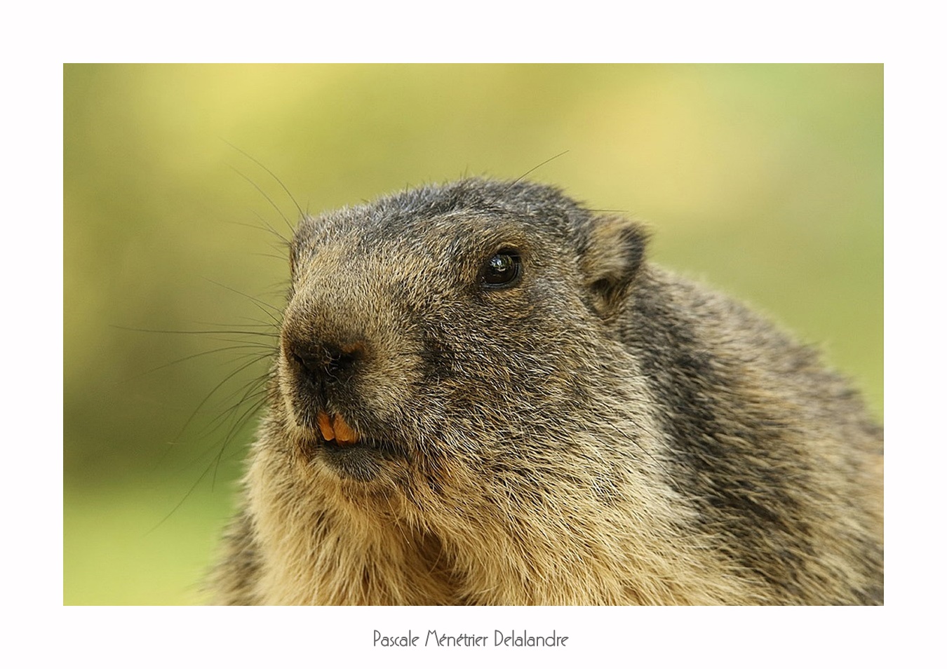 Marmottes en été