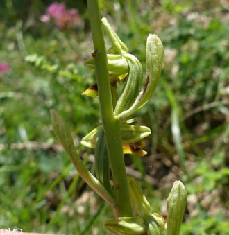 Ophrys aymoninii  -  ophrys d'Aymonin*