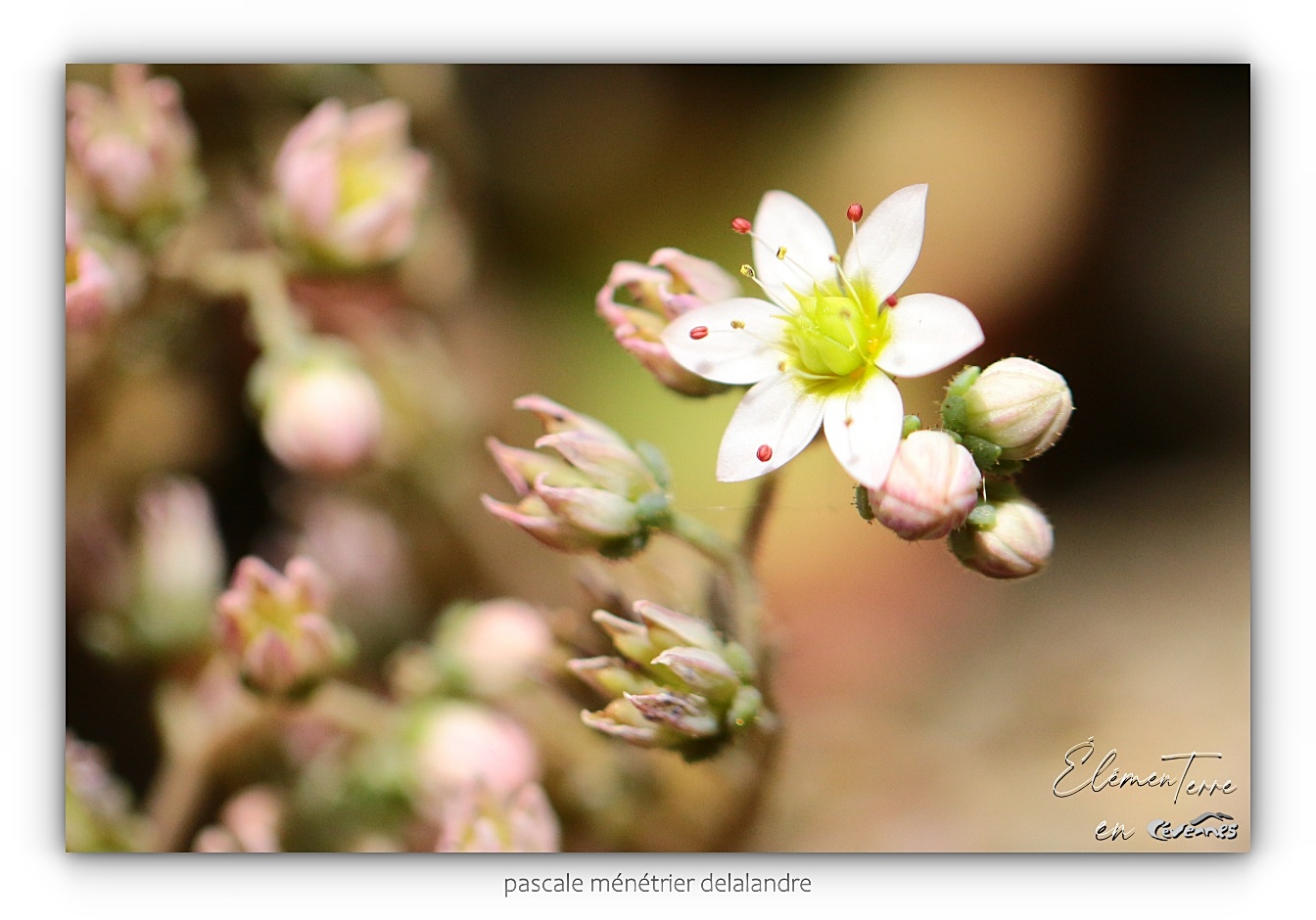 Sedum dasyphyllum