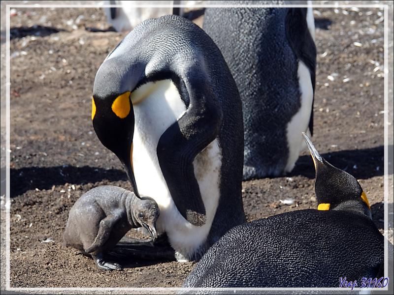 Manchot royal, King penguin (Aptenodytes patagonicus) - The Neck (Le Cou) - Saunders Island - Falkland (Malvinas, Malouines) - Grande-Bretagne