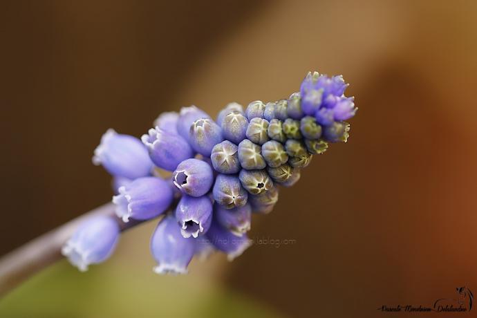 Muscari