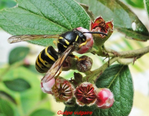 insectes