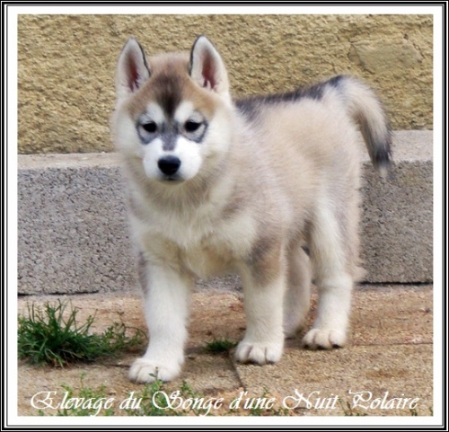 Chiot Husky Femelle 2 (49j)