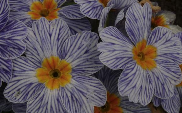 Le printemps m'appelle au jardin