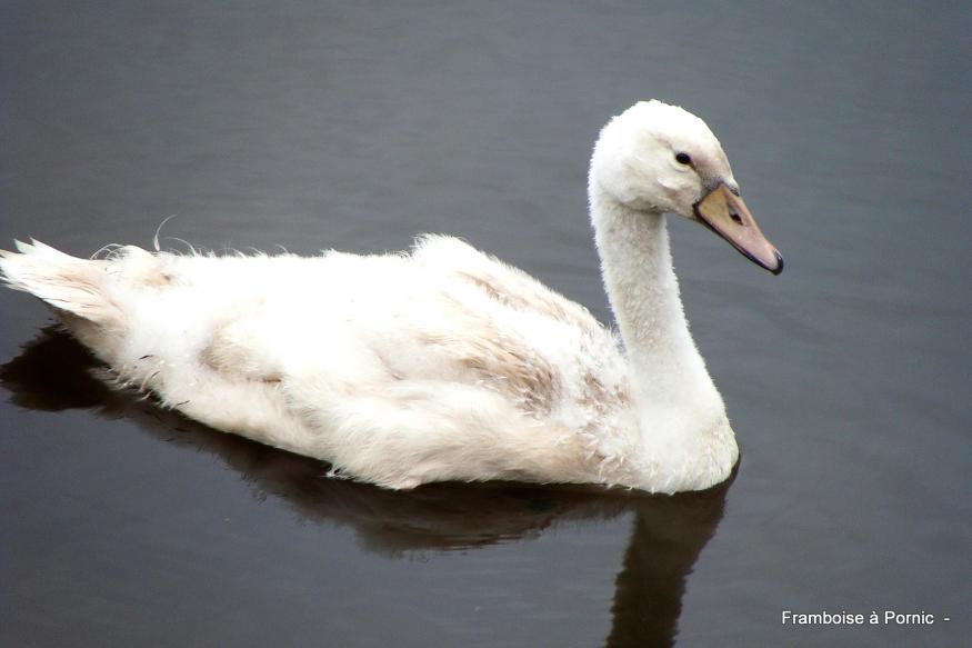 Le cygne tuberculé