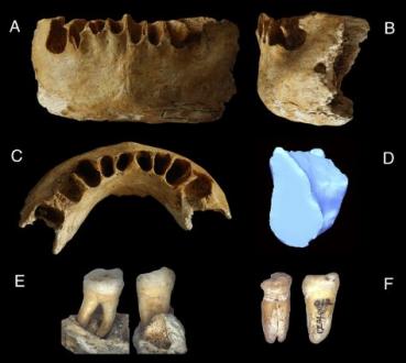 8 - L'expansion des Homo sapiens