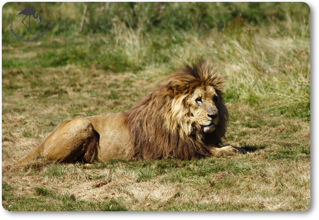 Lion (Panthera léo - Le parc au Félins - Nesles)