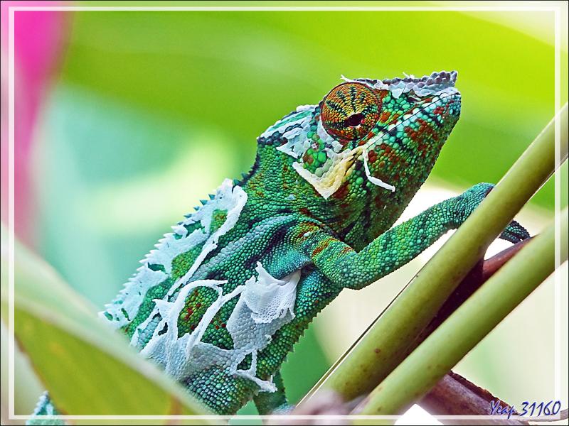Caméléon panthère mâle en cours de mue, Moulting of Panther chameleon (Furcifer pardalis) - Nosy Sakatia - Madagascar