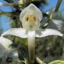 Index illustré orchidées