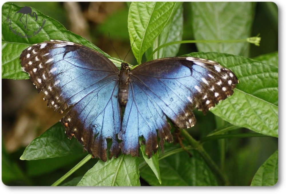 Le Morpho peleides