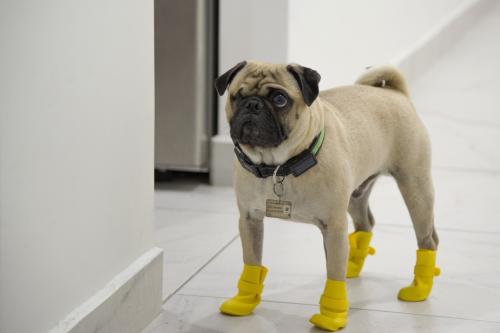 Harley, le chien qui soulage le stress des médecins