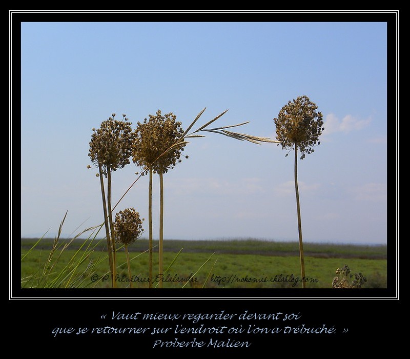 Elles regardent l'horizon...