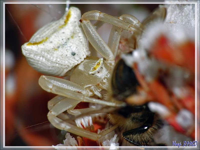 Suite : Araignée crabe Thomise enflée (Thomisus onustus) - Originaire de La Couarde - Île de Ré - 17