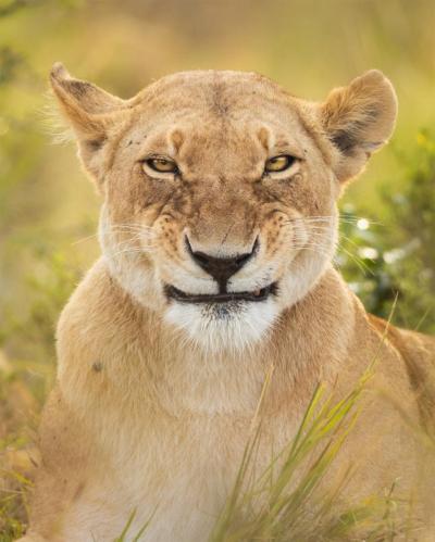 Images insolites d'animaux