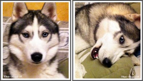 Damon (9,5 mois)