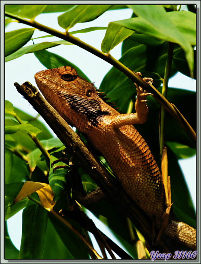 Blog de images-du-pays-des-ours : Images du Pays des Ours (et d'ailleurs ...), Lézard Agame à gorge rouge (Calotes Versicolor) - Parc National de Chitwan - Teraï - Népal