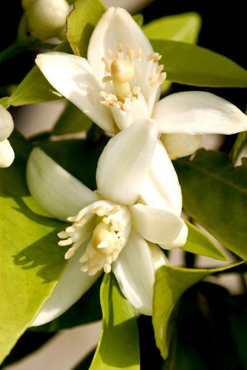 Arbre fruitier  ; Citronnier