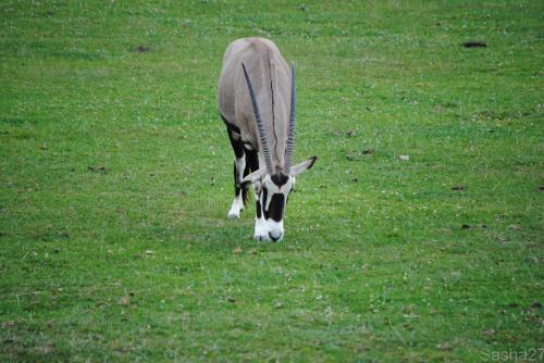 (3) L'oryx.