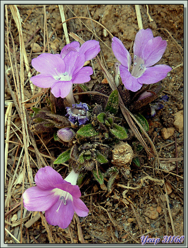 Blog de images-du-pays-des-ours : Images du Pays des Ours (et d'ailleurs ...), Sur les hauteurs  de Tansen (Palpa): fleur inconnue - Népal