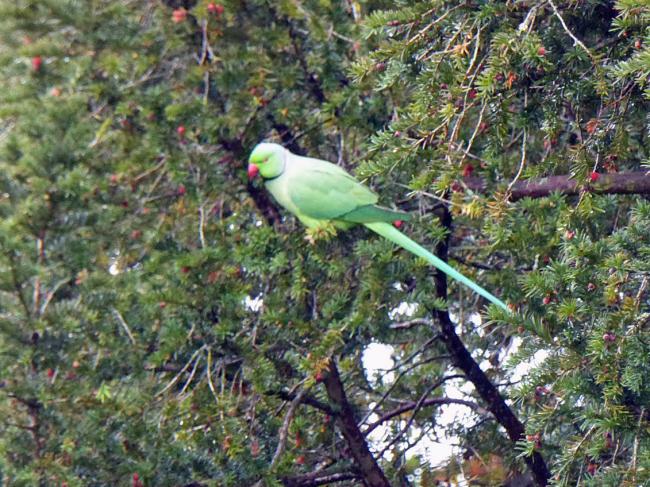 Randonnée autour du Parc de Rentilly en Seine-et-Marne