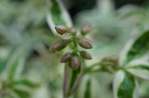 Polemonium reptans stairway to heaven