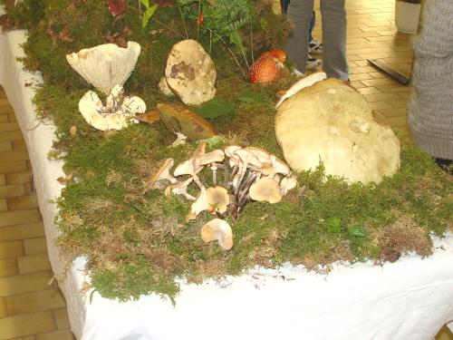 L'exposition mycologique à Châtillon sur Seine