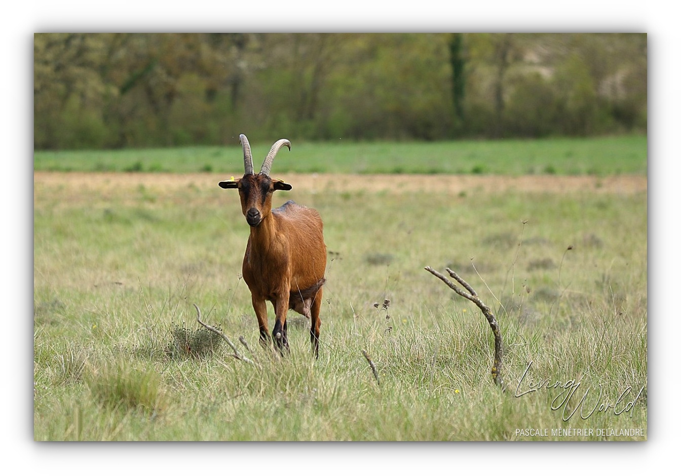 Chèvre Cévenole nous offrant les Fameux Pélardons